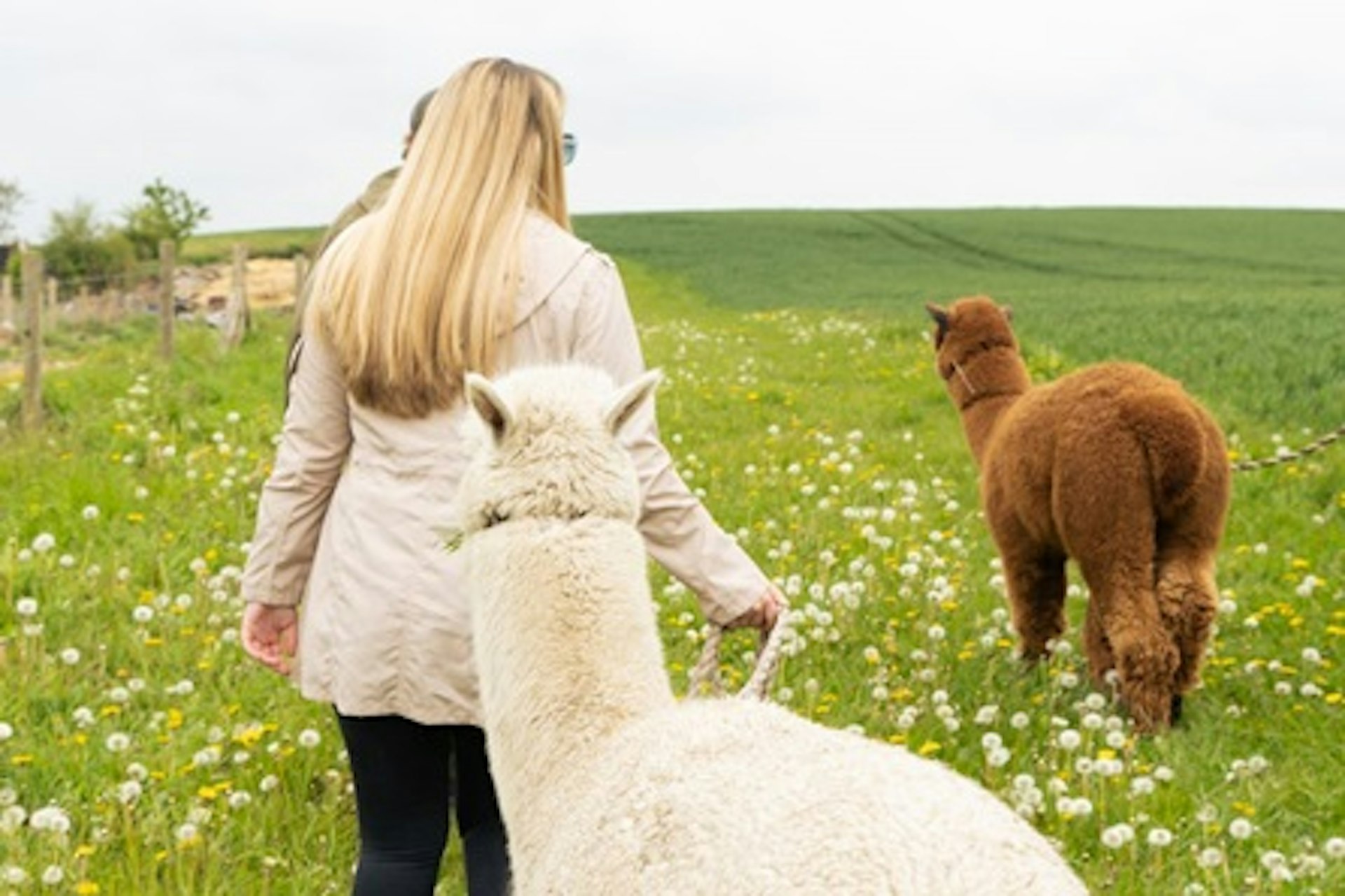 Alpaca Trekking and Entry to Eagle Heights Wildlife Foundation for Two 4