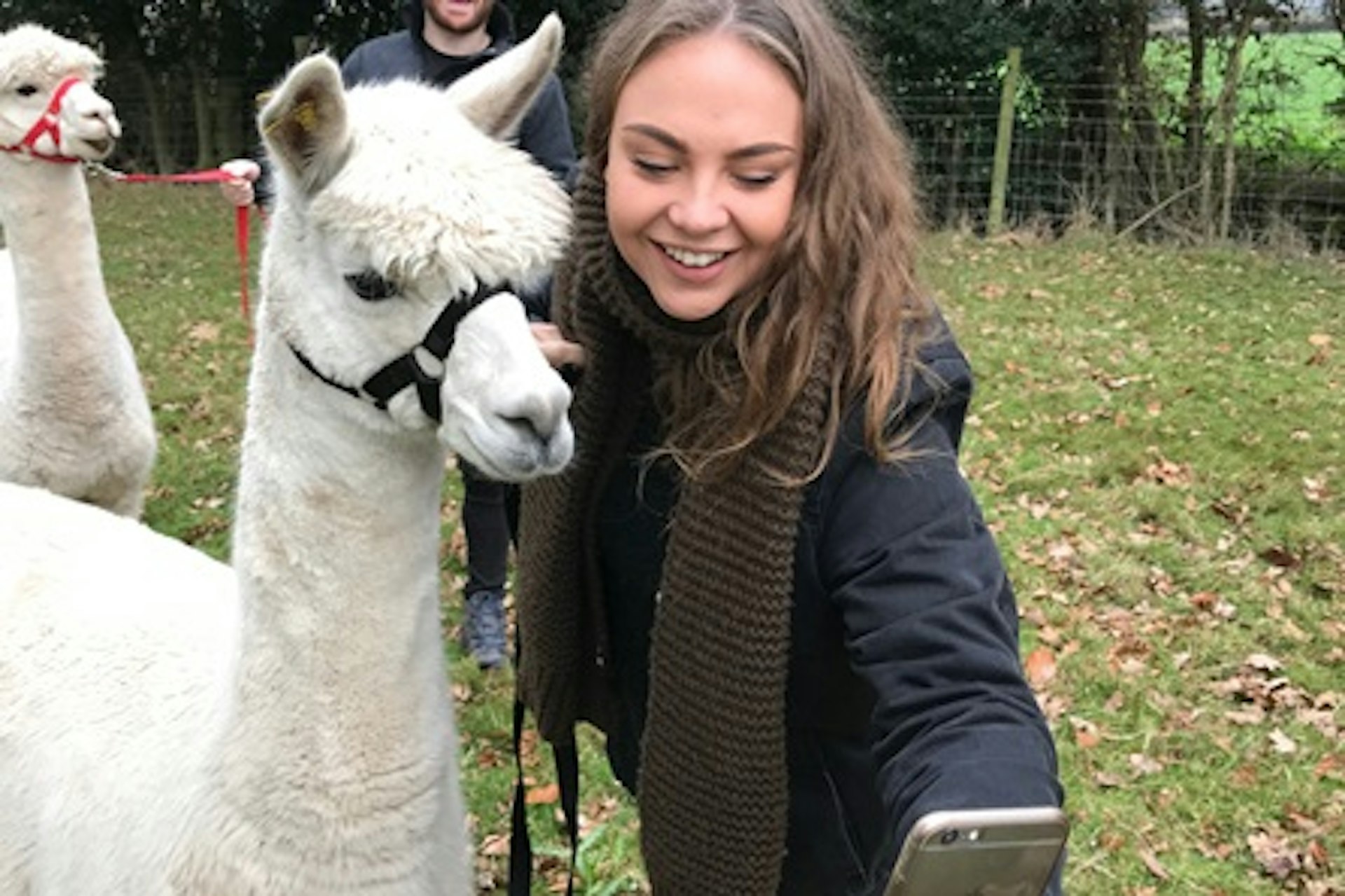 Alpaca Walking Experience for Two at Middle England Farm 1
