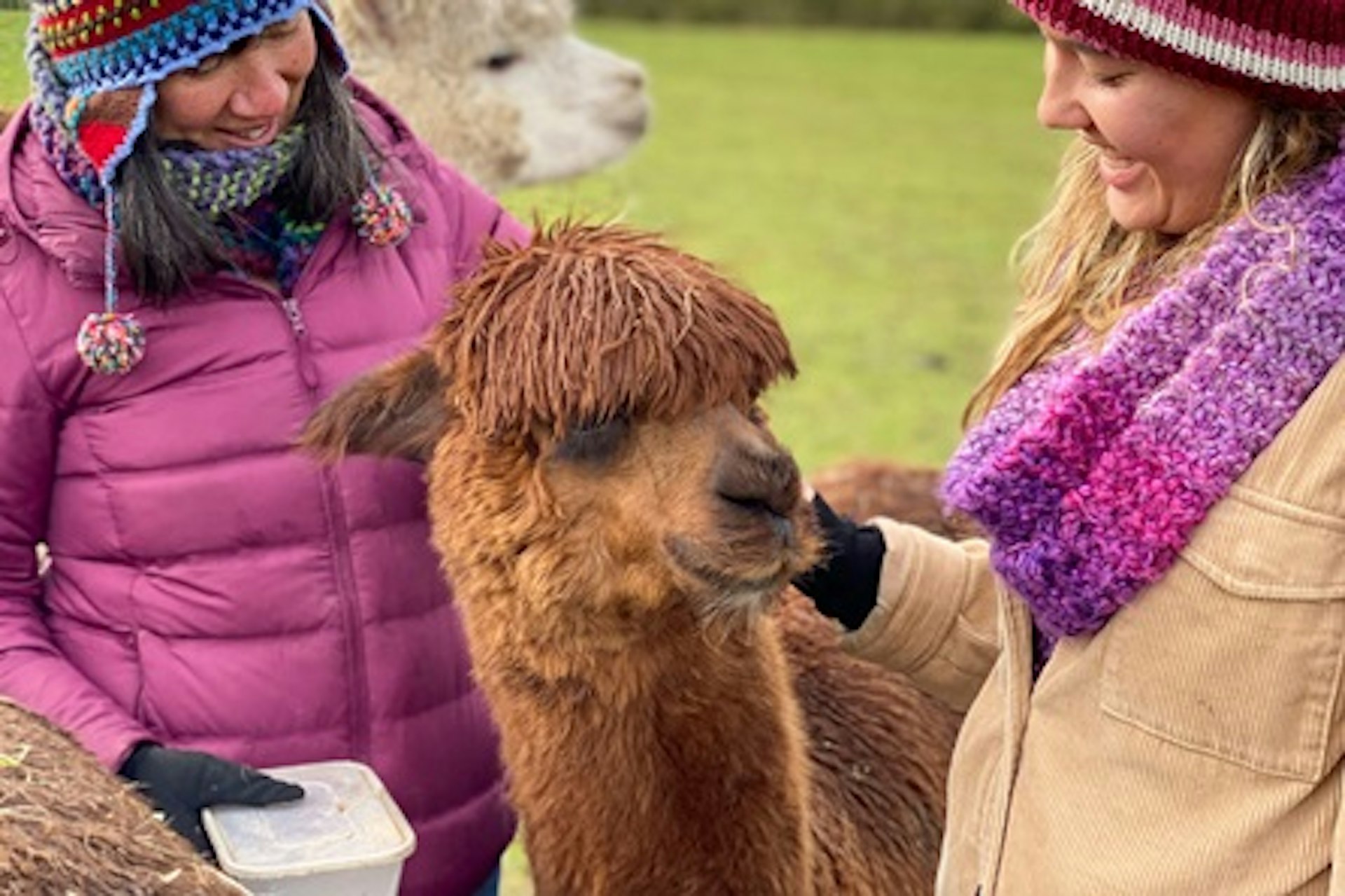 Alpaca Walking Experience for Two at Middle England Farm 2