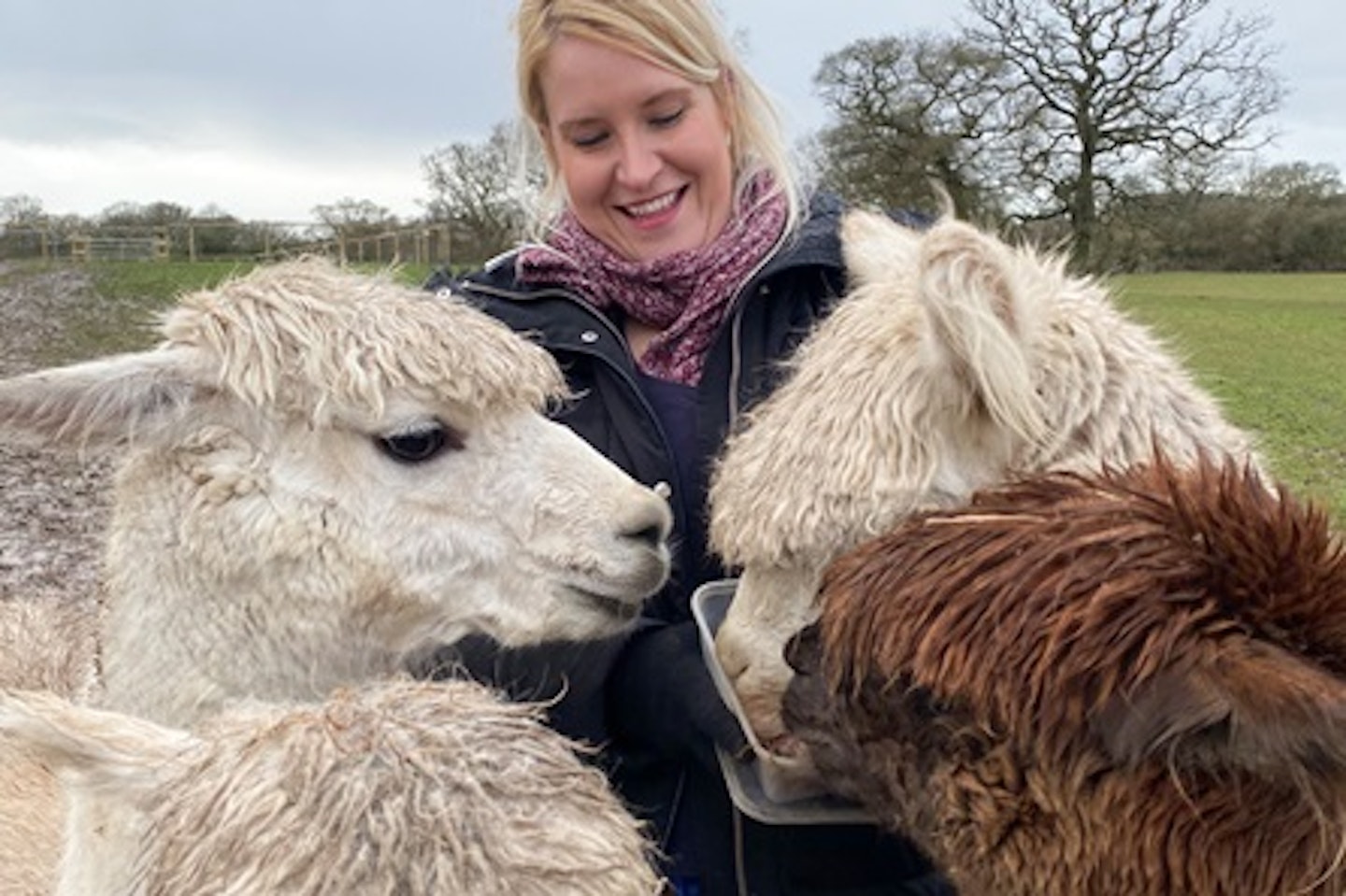 Alpaca Walking Experience for Two at Middle England Farm 4