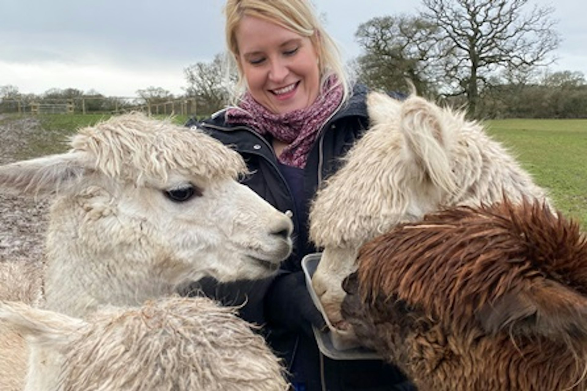 Alpaca Walking Experience for Two at Middle England Farm 4