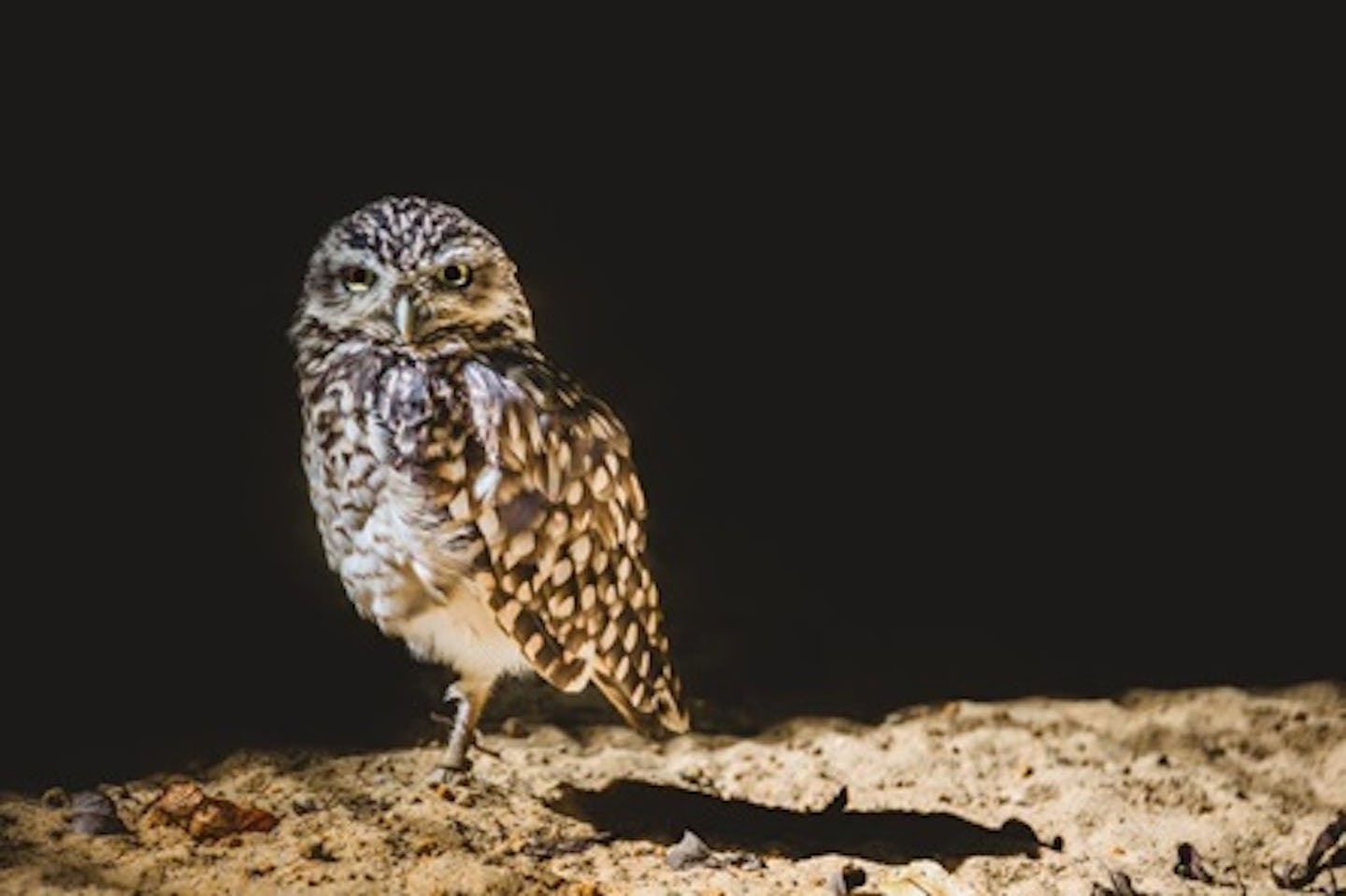 Animal Photography Course with Lunch at Dartmoor Zoo