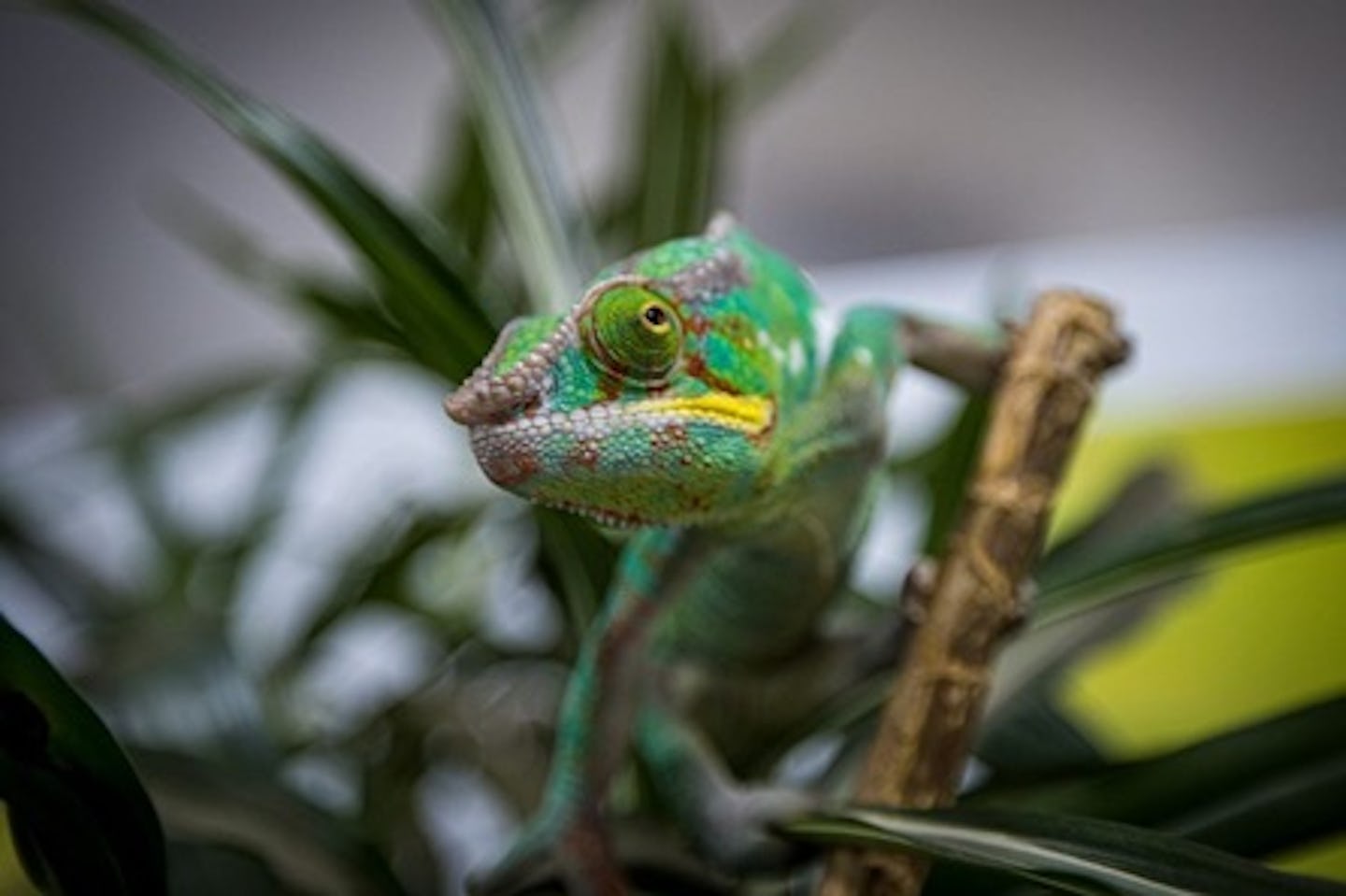 Animal Photography Course with Lunch at Dartmoor Zoo