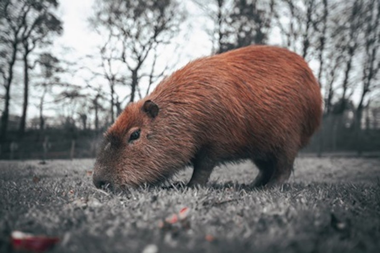 Animal Photography Course with Lunch at Dartmoor Zoo