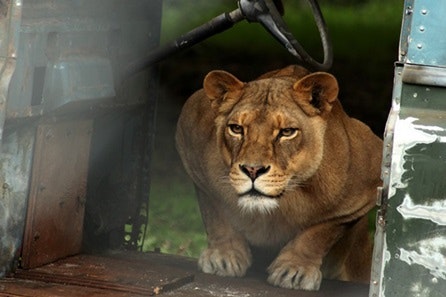 Become a Big Cat Keeper at Dartmoor Zoo for Two
