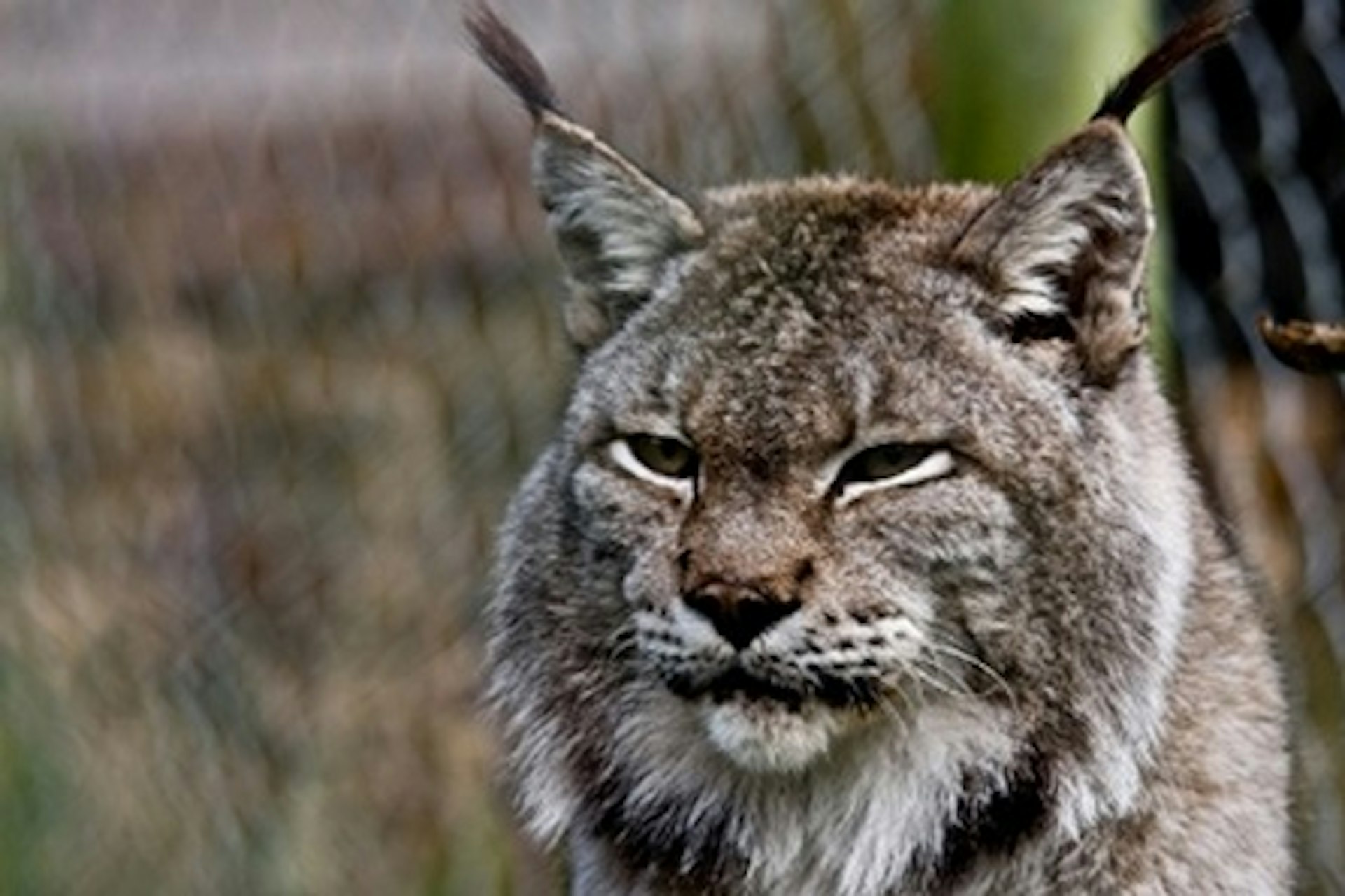 Become a Big Cat Keeper at Dartmoor Zoo for Two 2