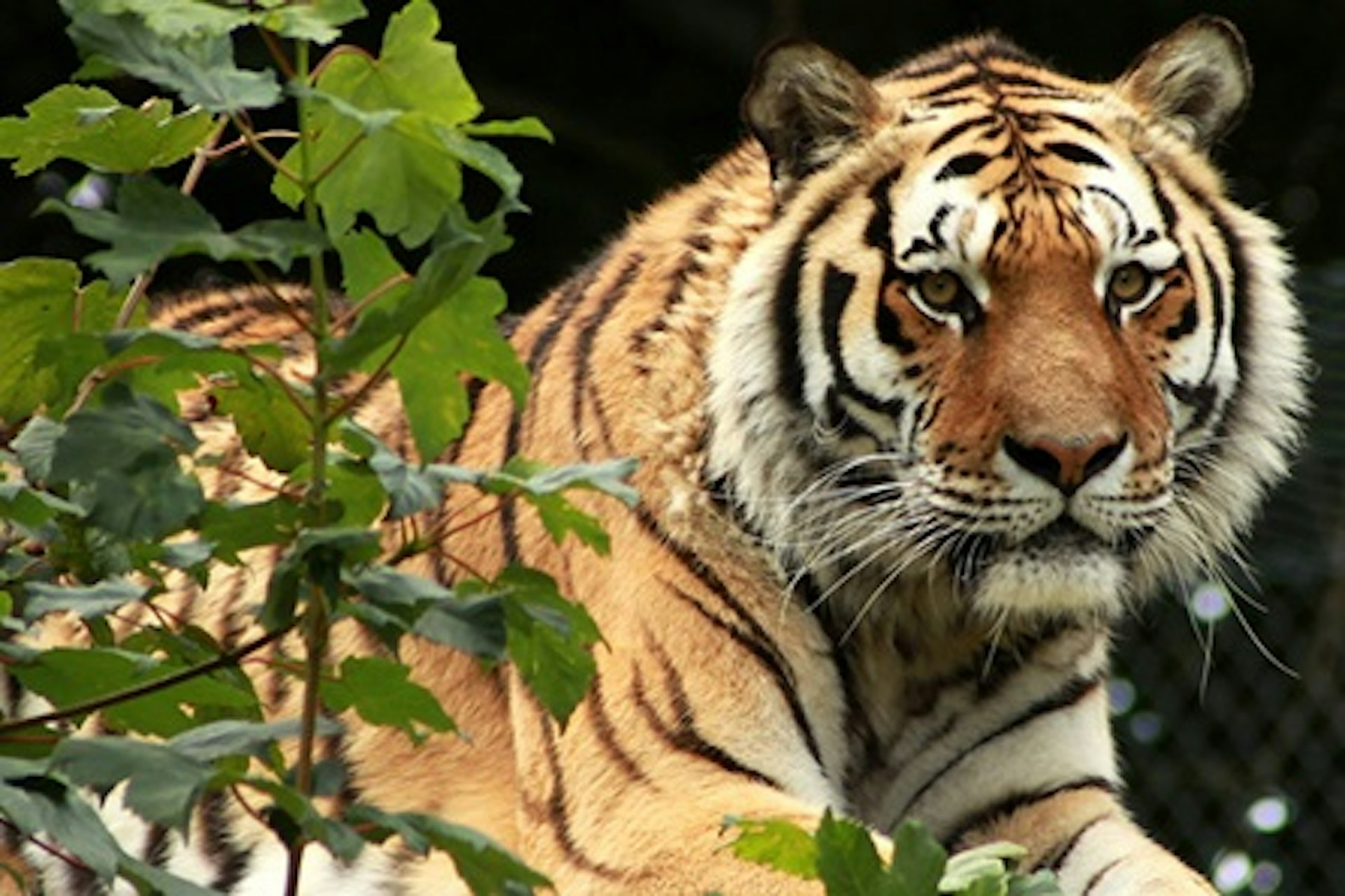 Become a Big Cat Keeper at Dartmoor Zoo for Two 3