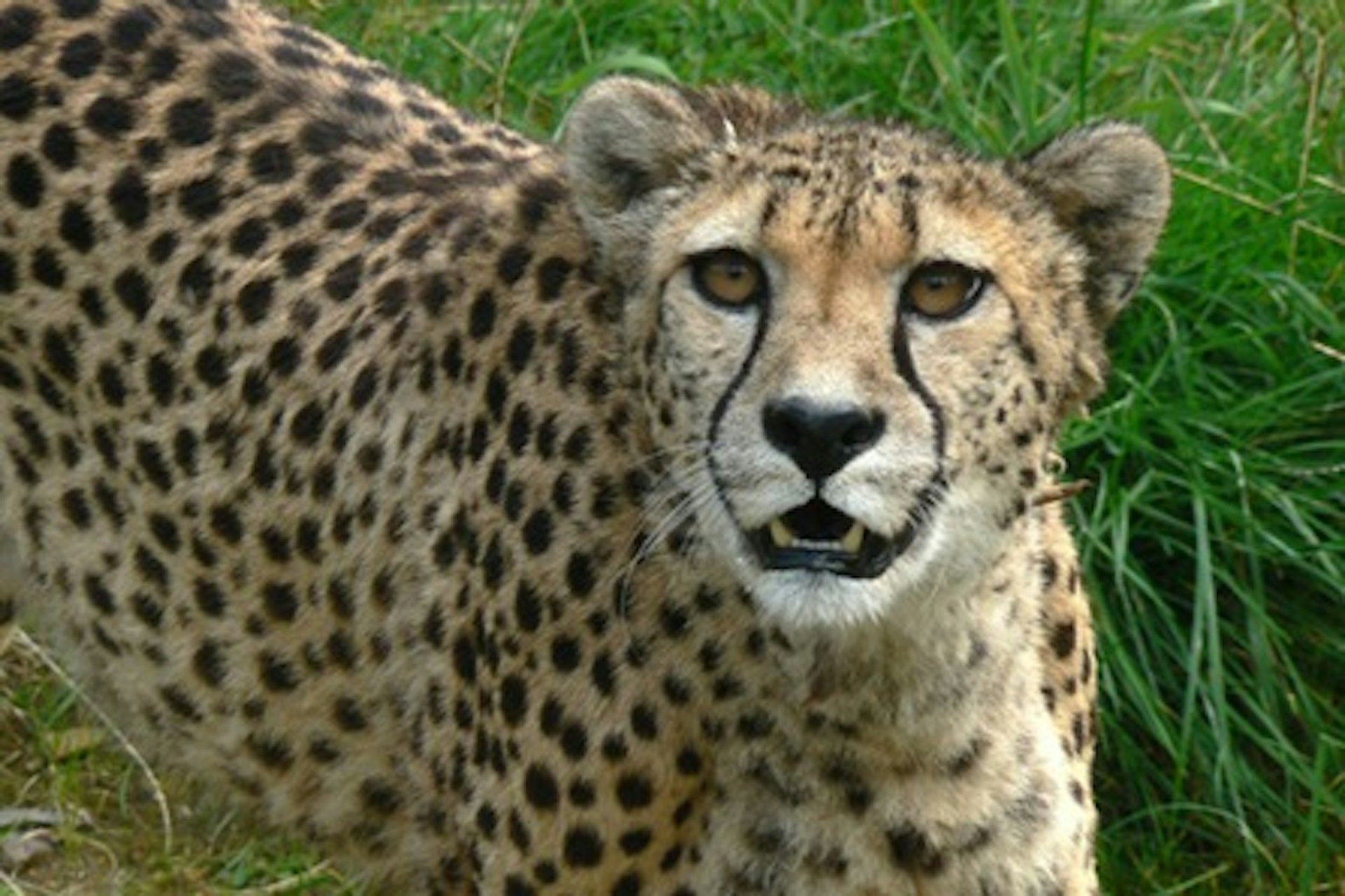 Become a Big Cat Keeper at Dartmoor Zoo for Two 4