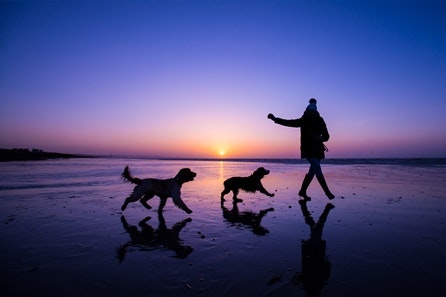 Bespoke Outdoor Photoshoot for Dogs 1