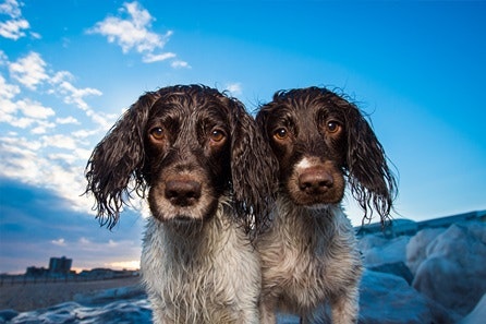 Bespoke Outdoor Photoshoot for Dogs 3