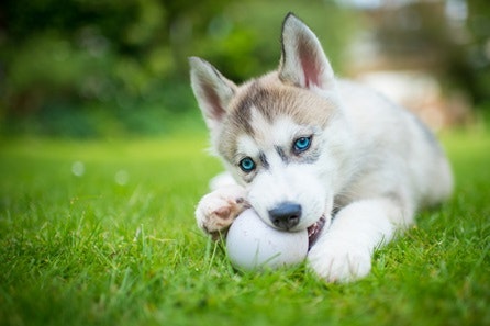 Bespoke Outdoor Photoshoot for Dogs 4