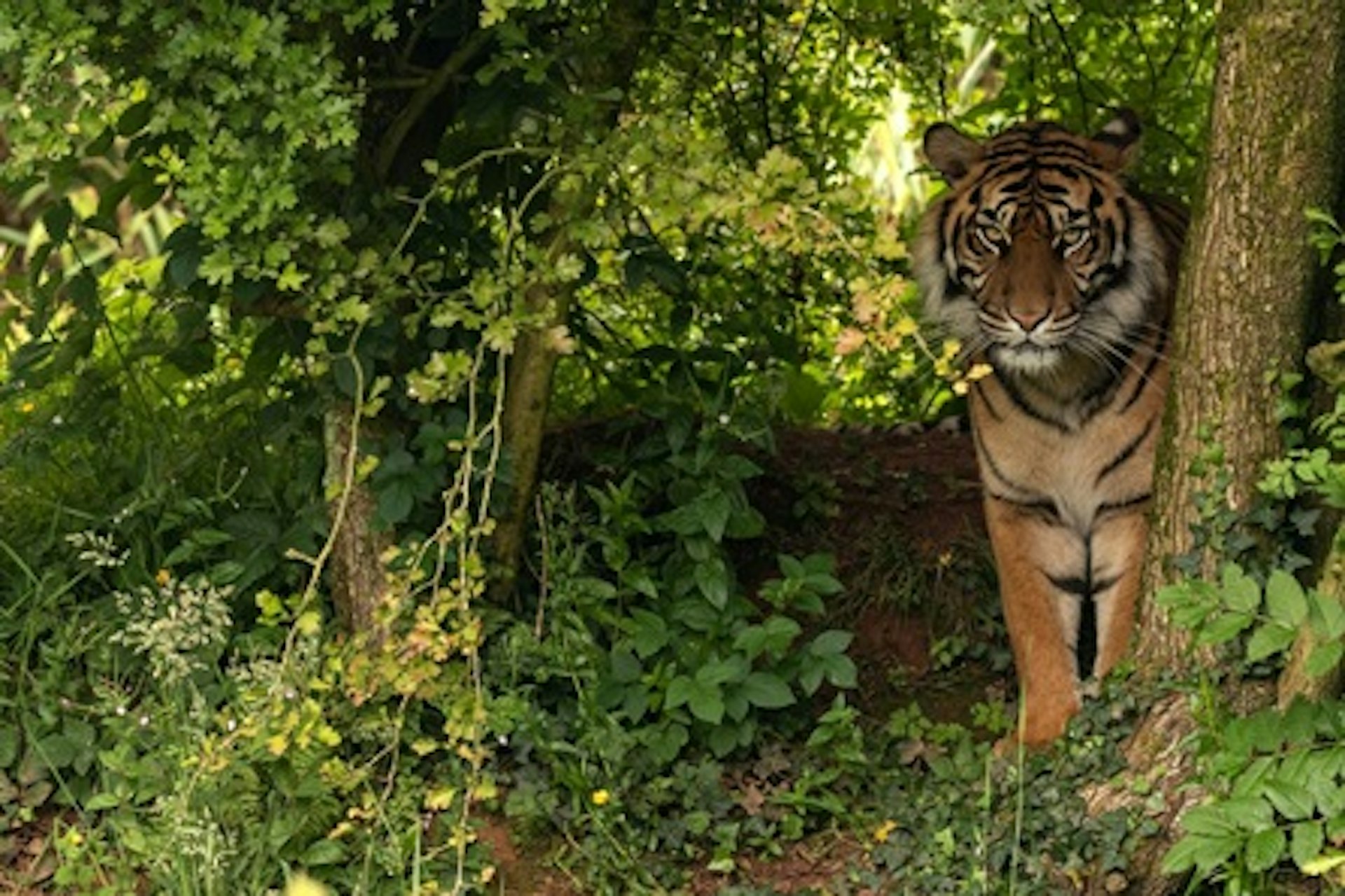 Big Cat Encounter with Day Admission at South Lakes Safari Zoo 1