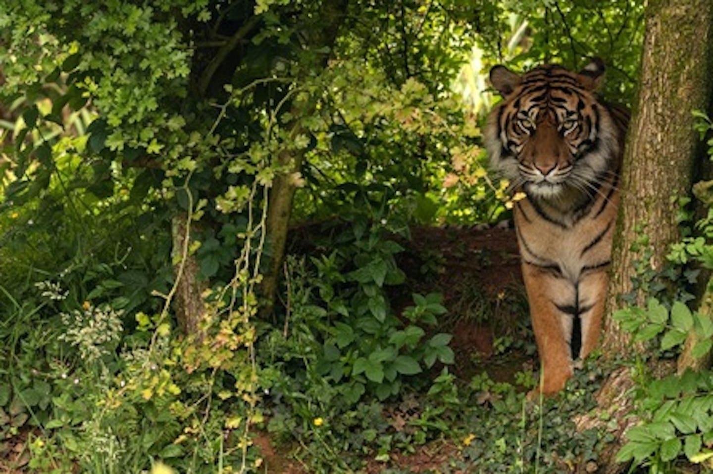 Big Cat Hand Feeding Experience with Day Admission at South Lakes Safari Zoo