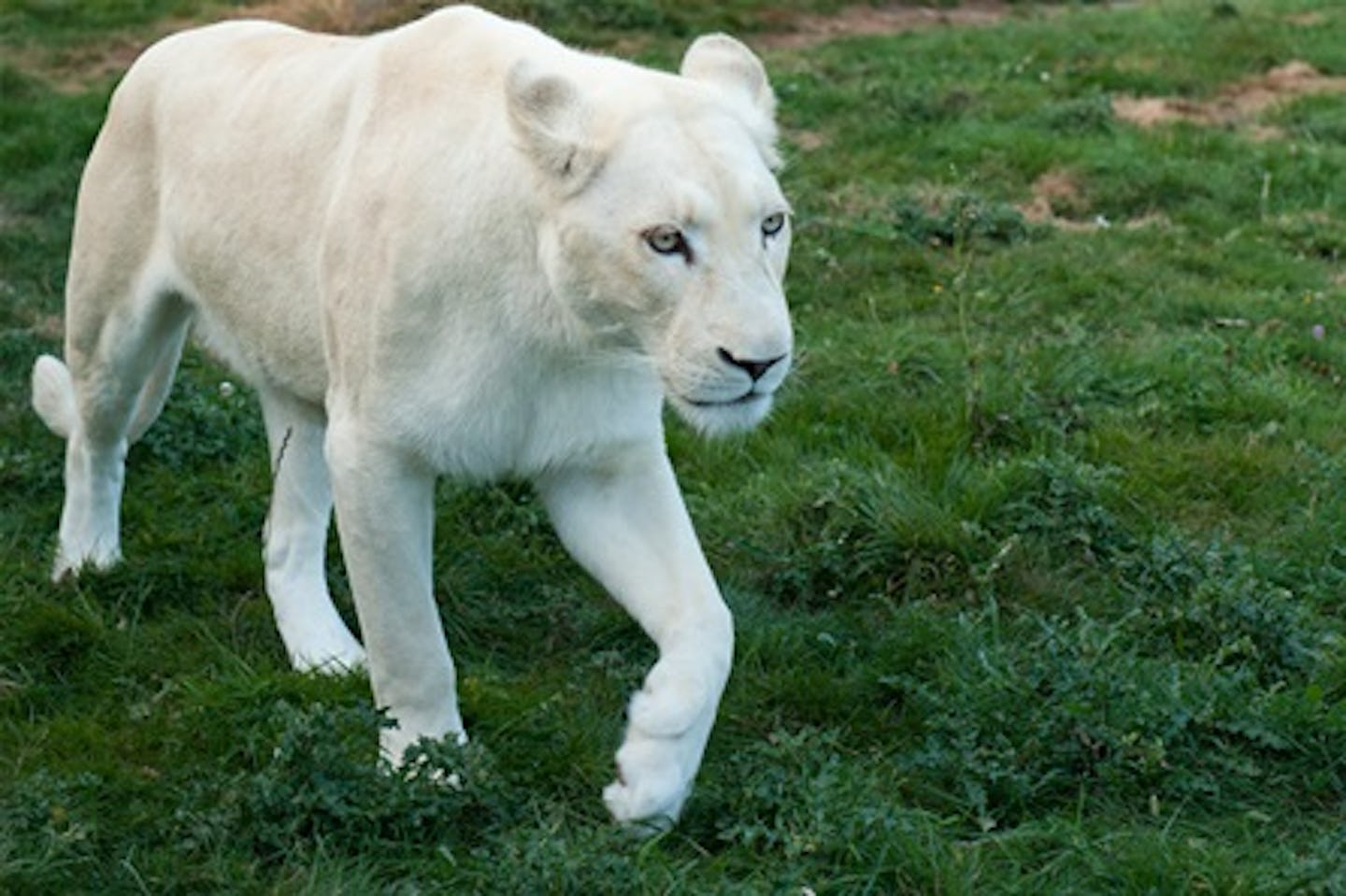 Big Cat Ranger for a Day - Weekends