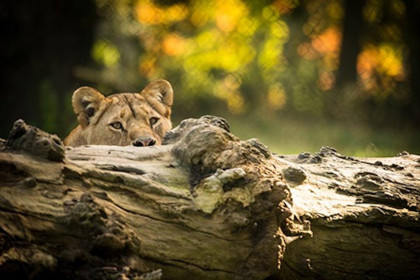 Big Cats Photography Experience