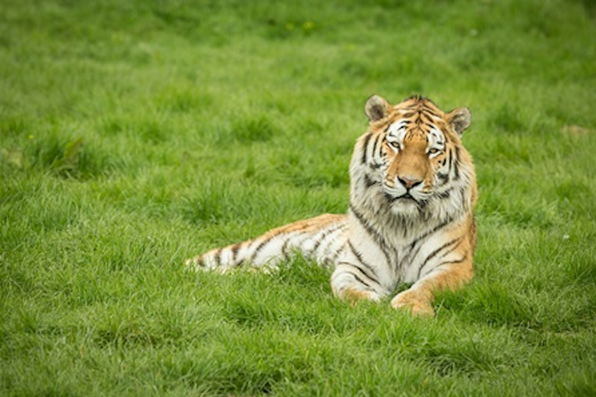Big Cats Photography Experience 4