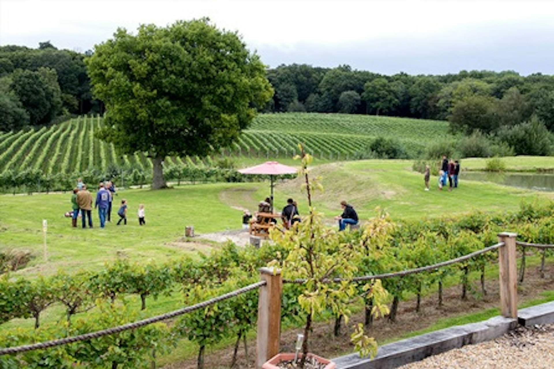 Bluebell Vineyard Estates Tour with Cheese and Wine Tasting 2