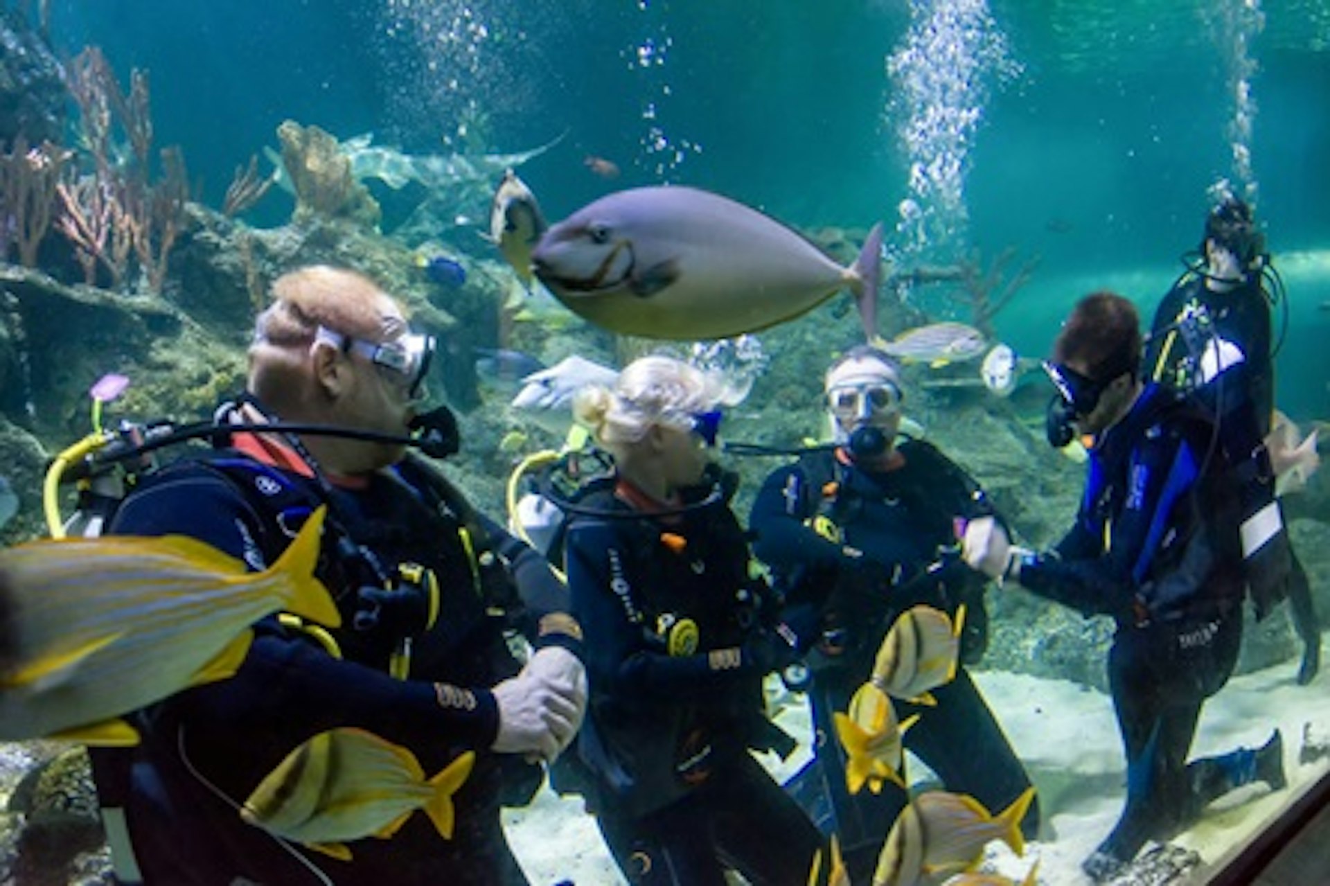Weekday Dive with Sharks at Skegness Aquarium 1