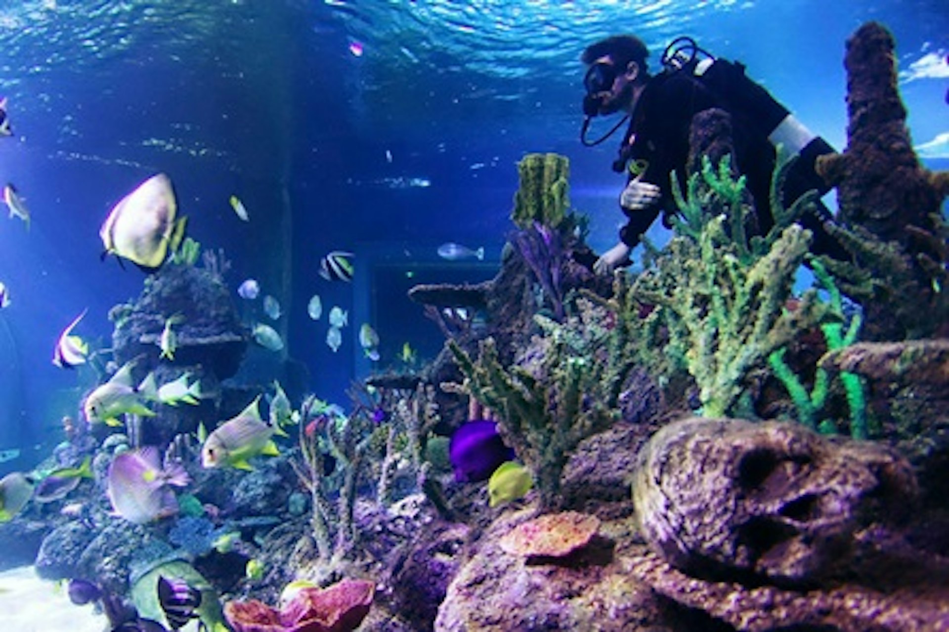 Weekday Dive with Sharks at Skegness Aquarium 3
