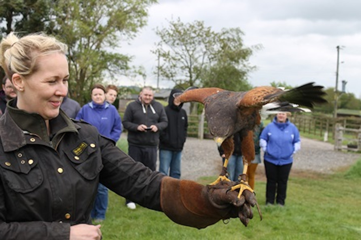 Falconry Taster 1