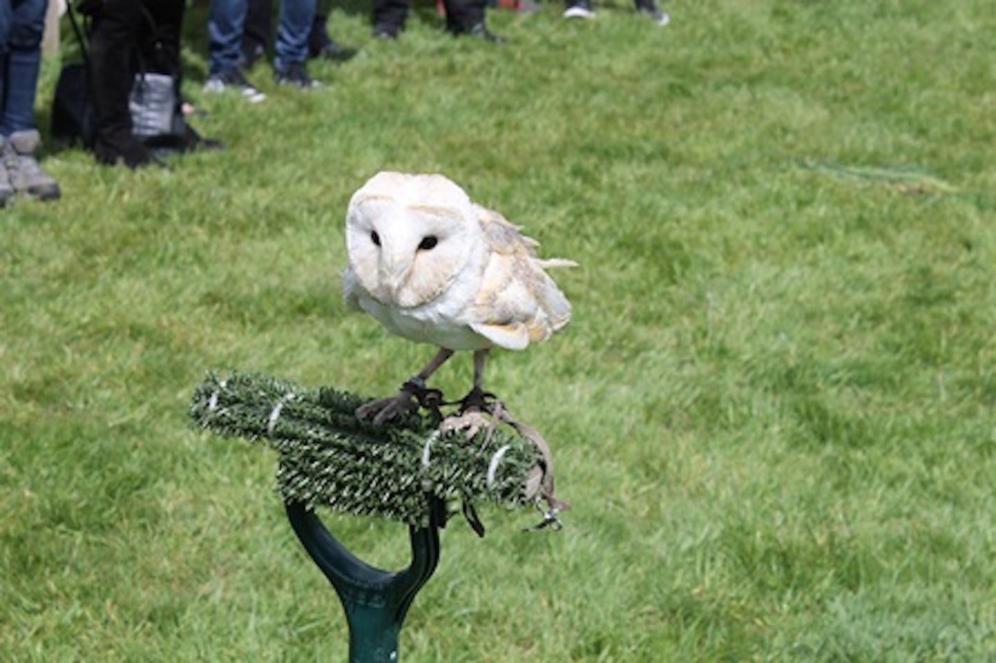 Falconry Taster