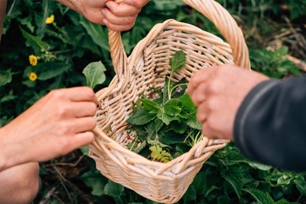 Foraging, Cookery and Lunch for Two with Totally Wild 2