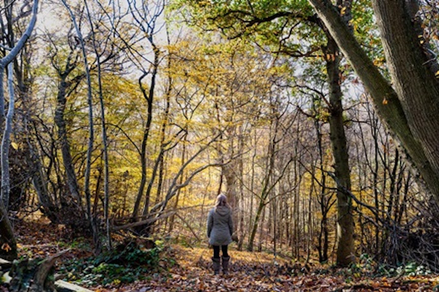 Forest Bathing Experience for Two