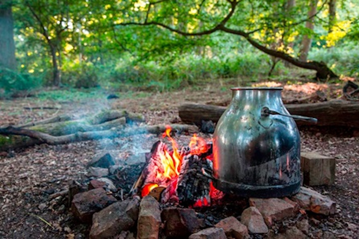 Forest Bathing Experience