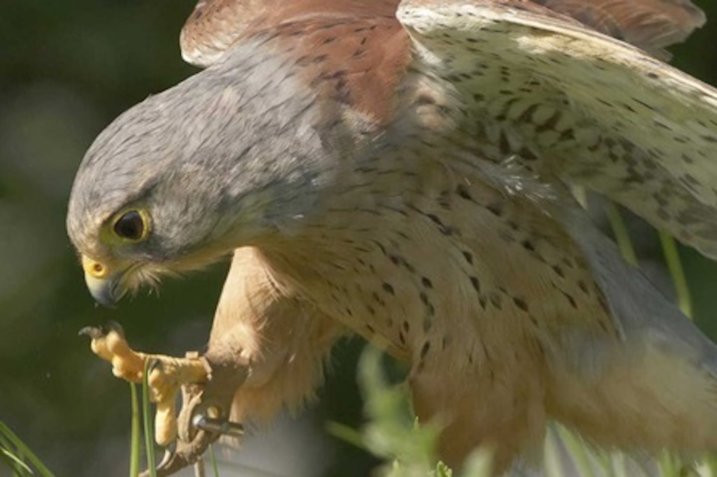 Full Day Wildlife Photography Experience at Millets Falconry Centre