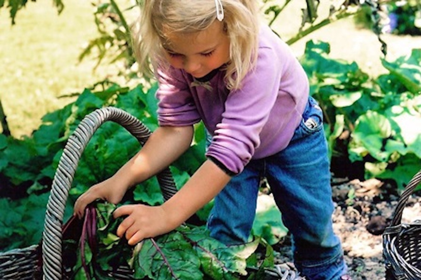 Grow your Own Family Favourites Veg Patch from Rocket Gardens 1