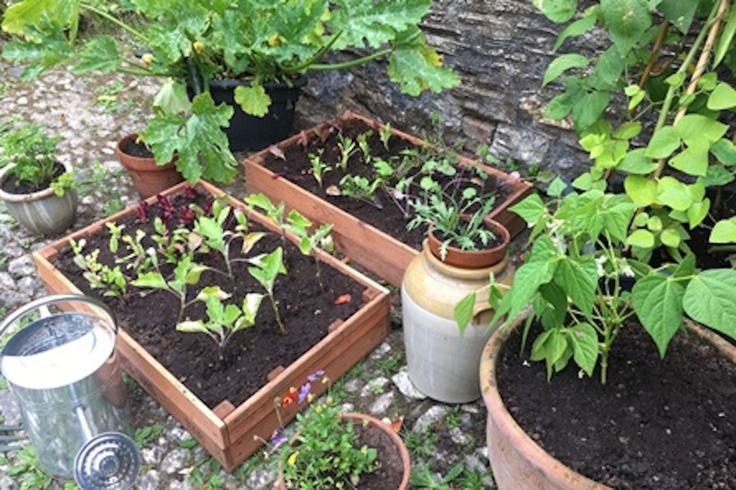 Grow Your Own Container Garden Veg Patch from Rocket Gardens 2