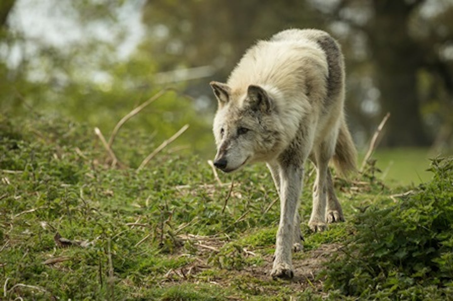 Half Day Safari Park Photography Experience