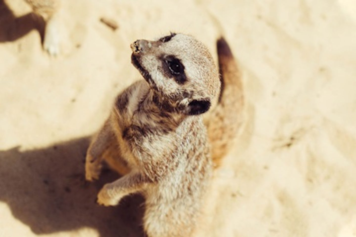 Half Day Safari Park Photography Experience