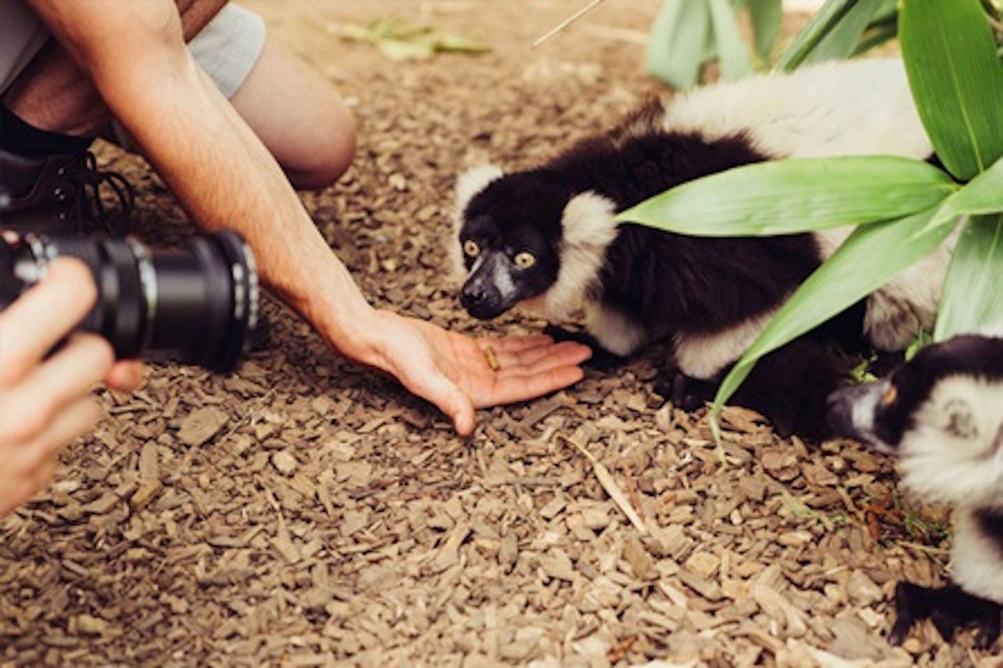 Half Day Safari Park Photography Experience