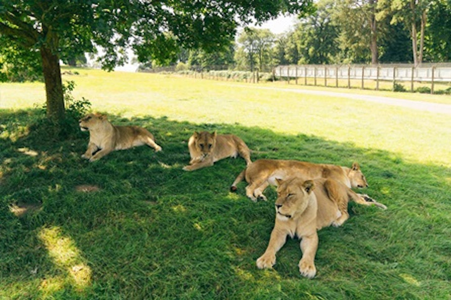 Half Day Safari Park Photography Experience