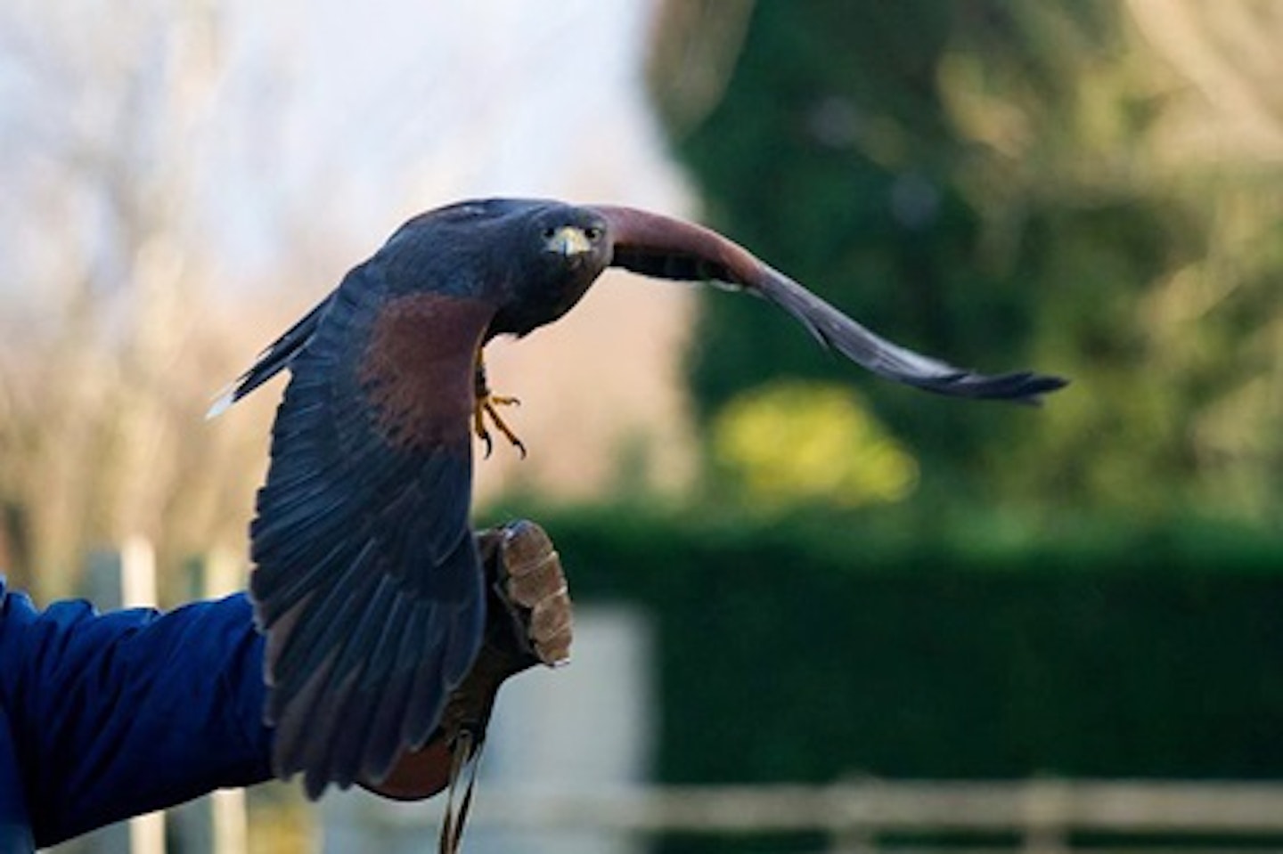 Hawk Walk for Two at Millets Falconry Centre 1