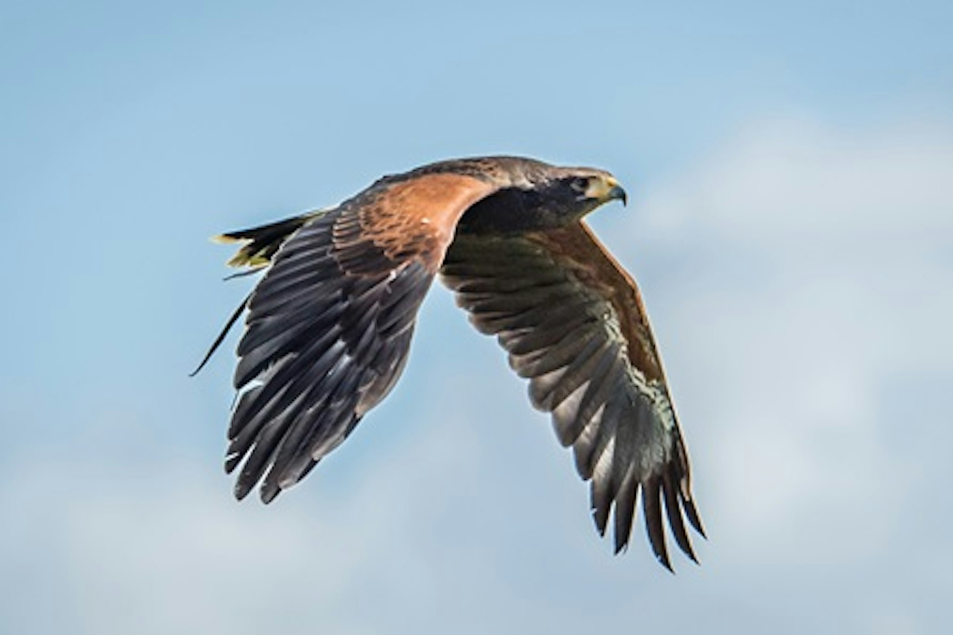 Hawk Walk for Two at Millets Falconry Centre 2