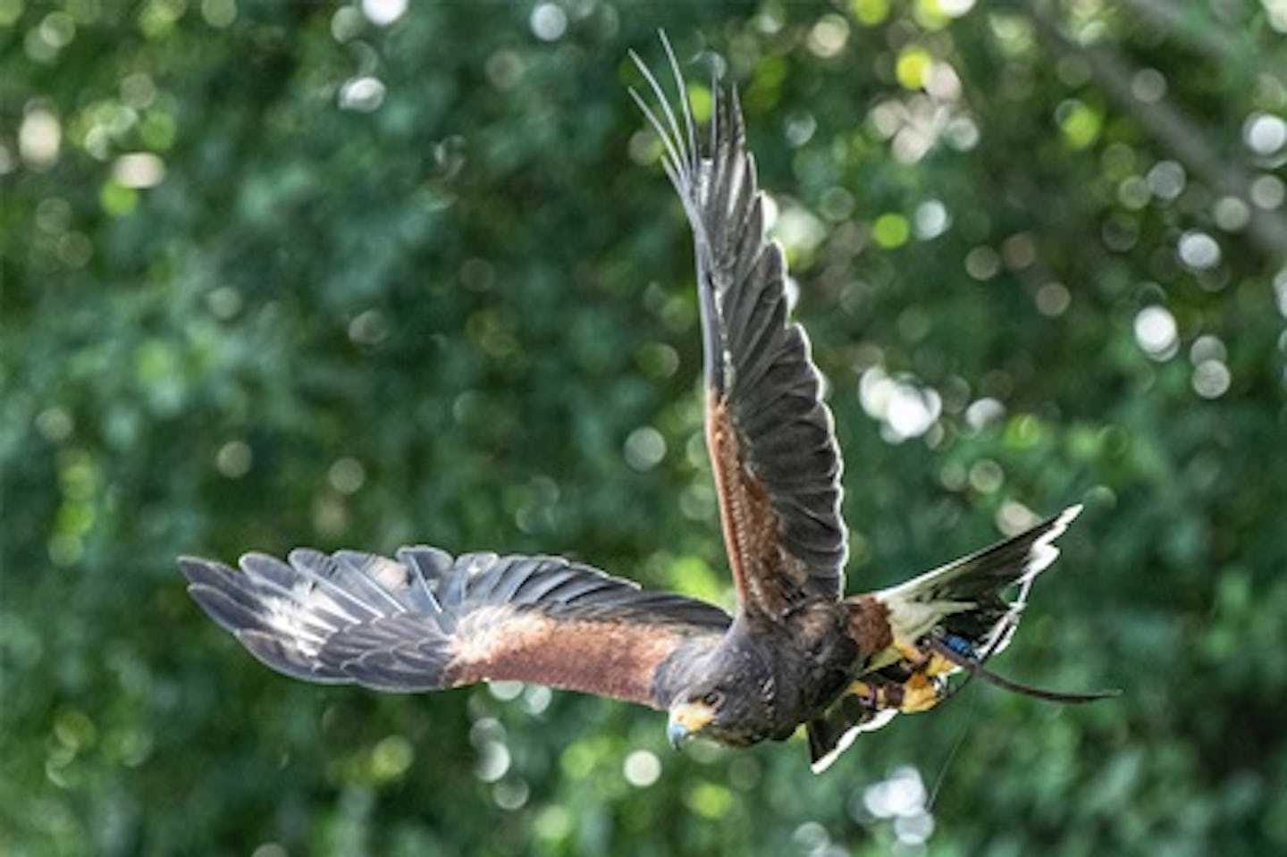 Hawk Walk for Two at Millets Falconry Centre