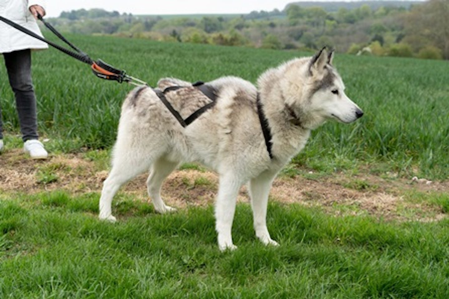 Hike with Huskies and Entry to Eagle Heights Wildlife Foundation for Two