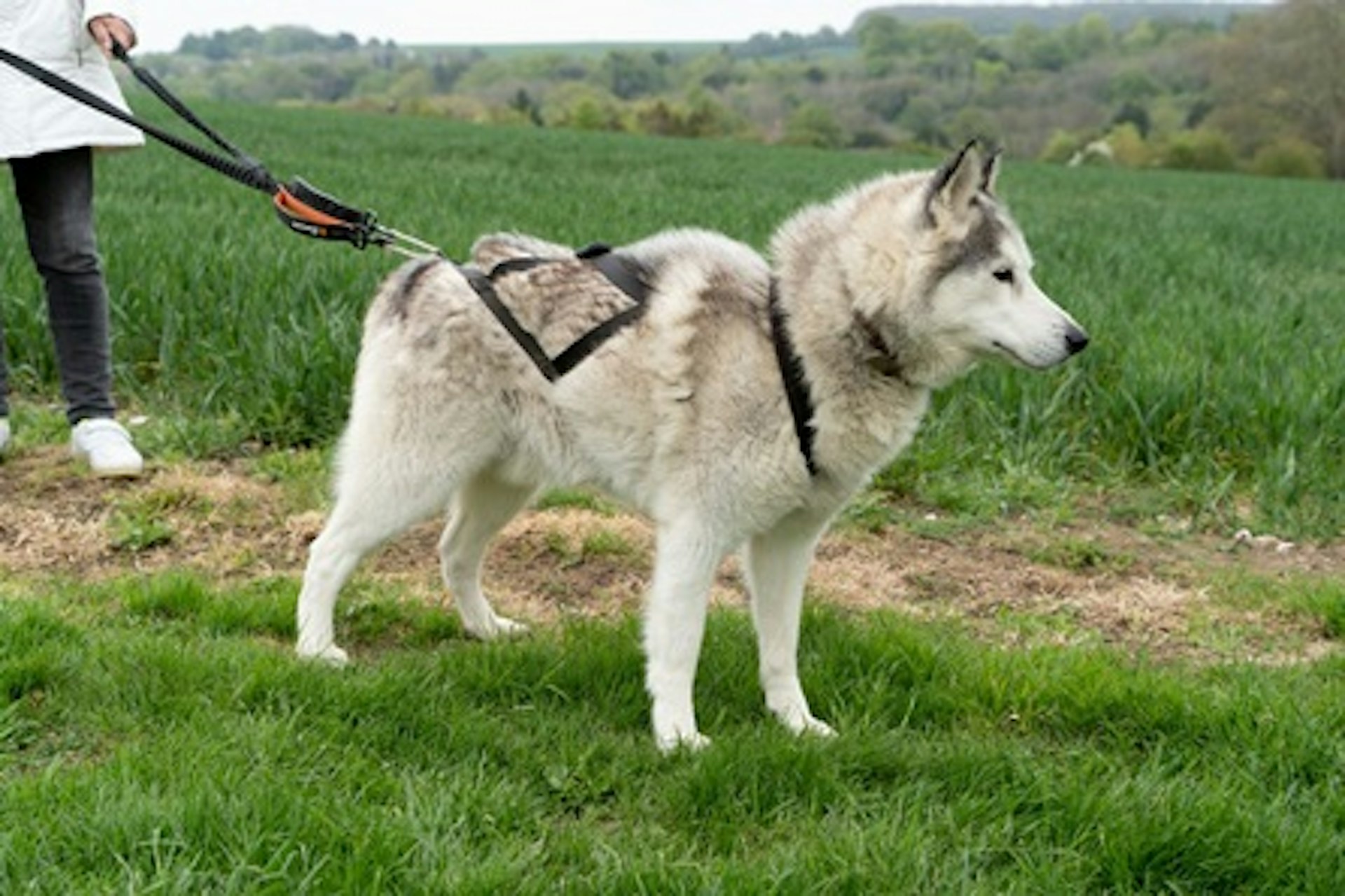 Hike with Huskies and Entry to Eagle Heights Wildlife Foundation for Two 2