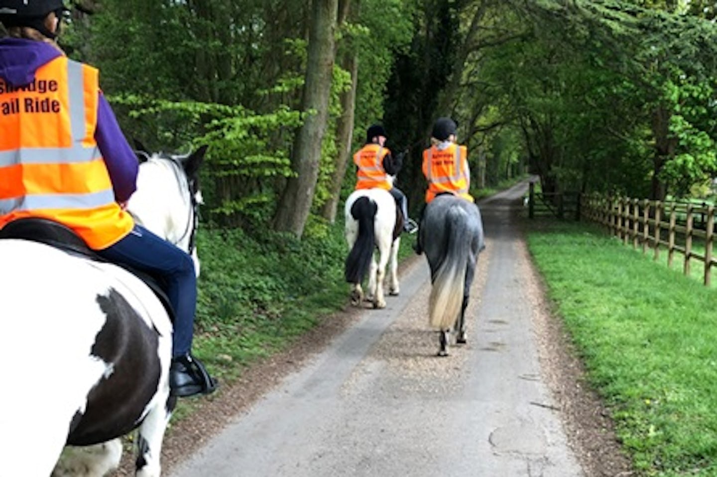 Horse Riding on the Ashridge Estate