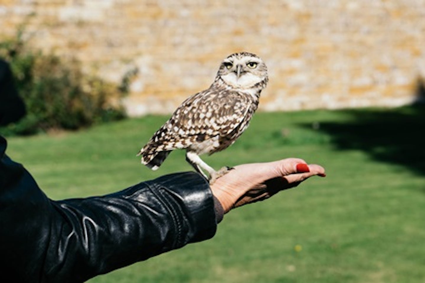 Introduction to Owl Handling for Two