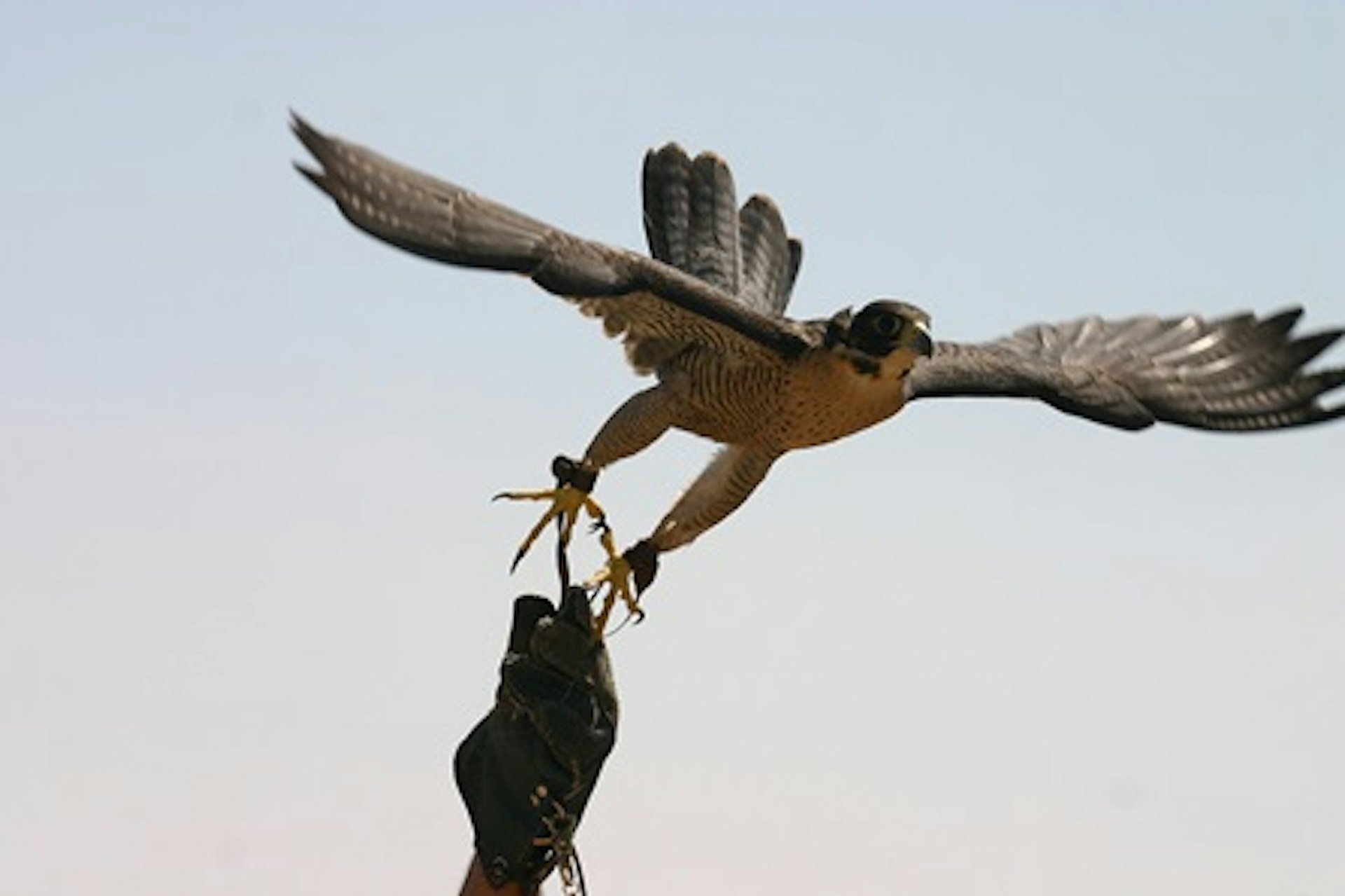 Introductory Falconry 1