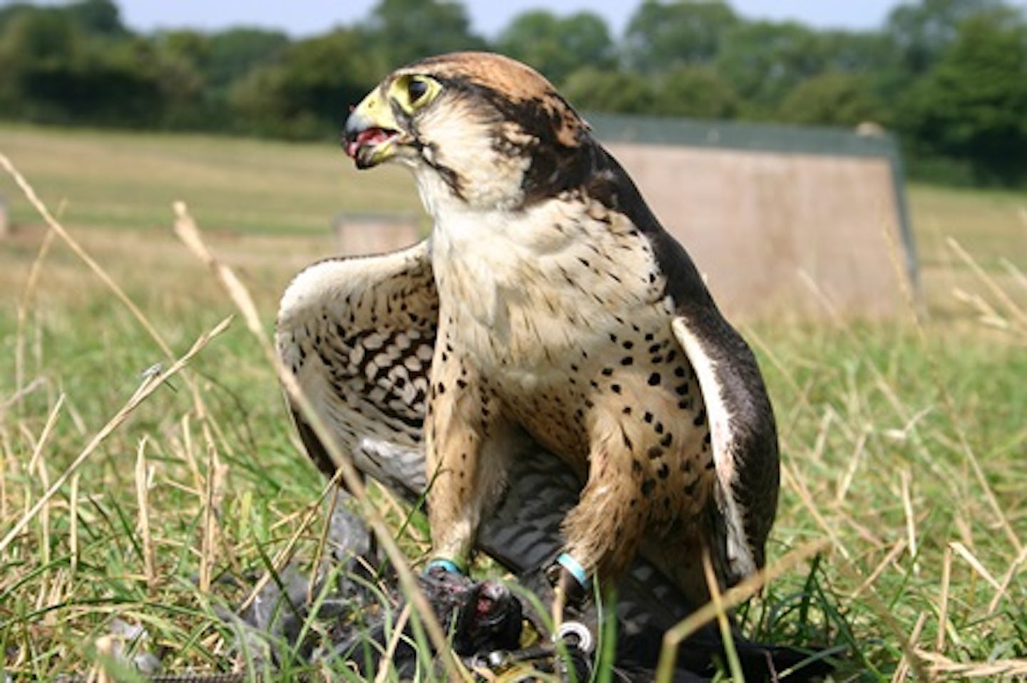 Introductory Falconry