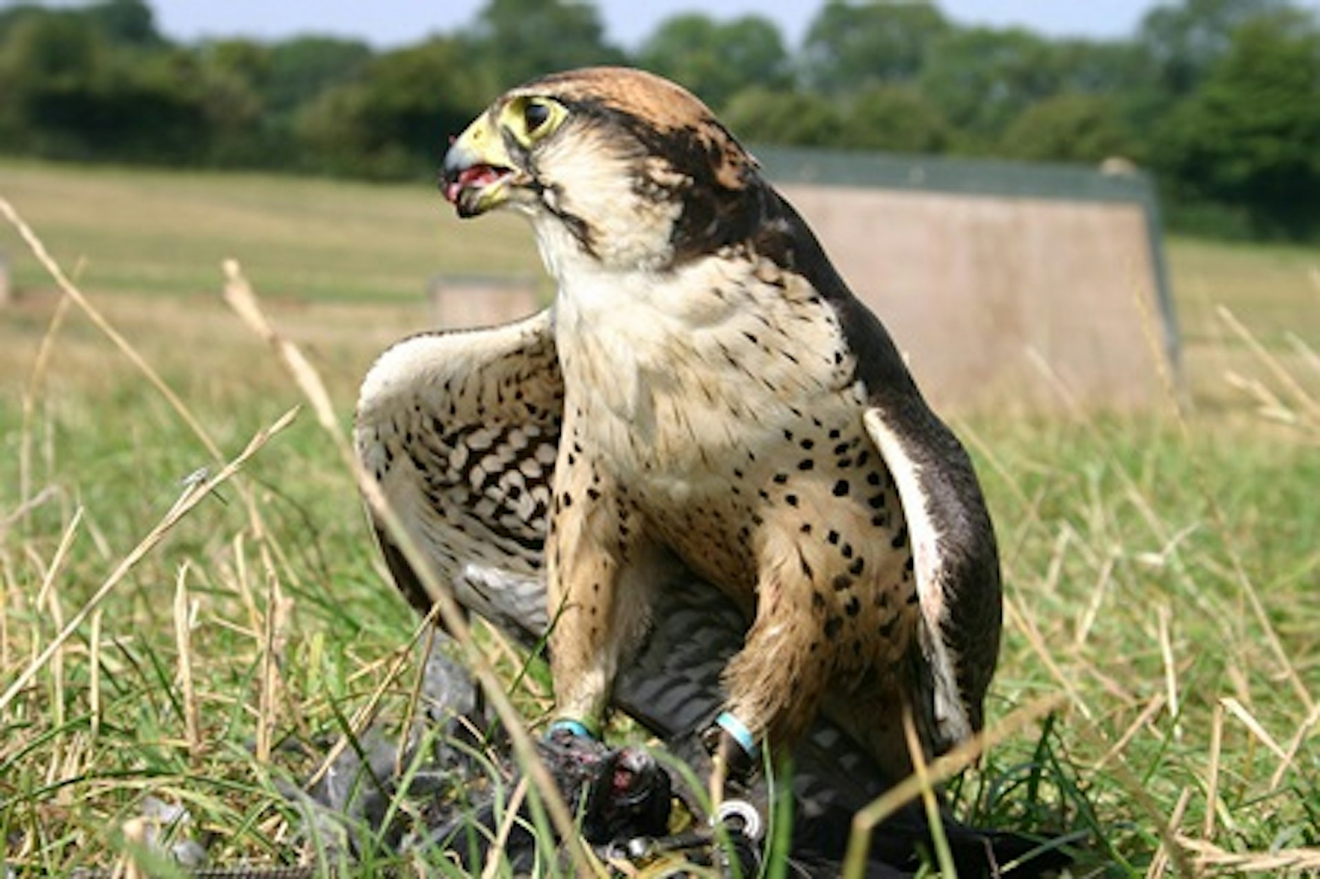 Introductory Falconry 3