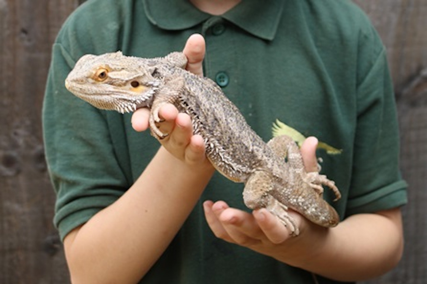 Junior Animal Keeper Experience at Millets Falconry Centre