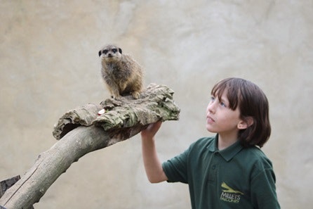 Junior Animal Keeper Experience at Millets Falconry Centre 3