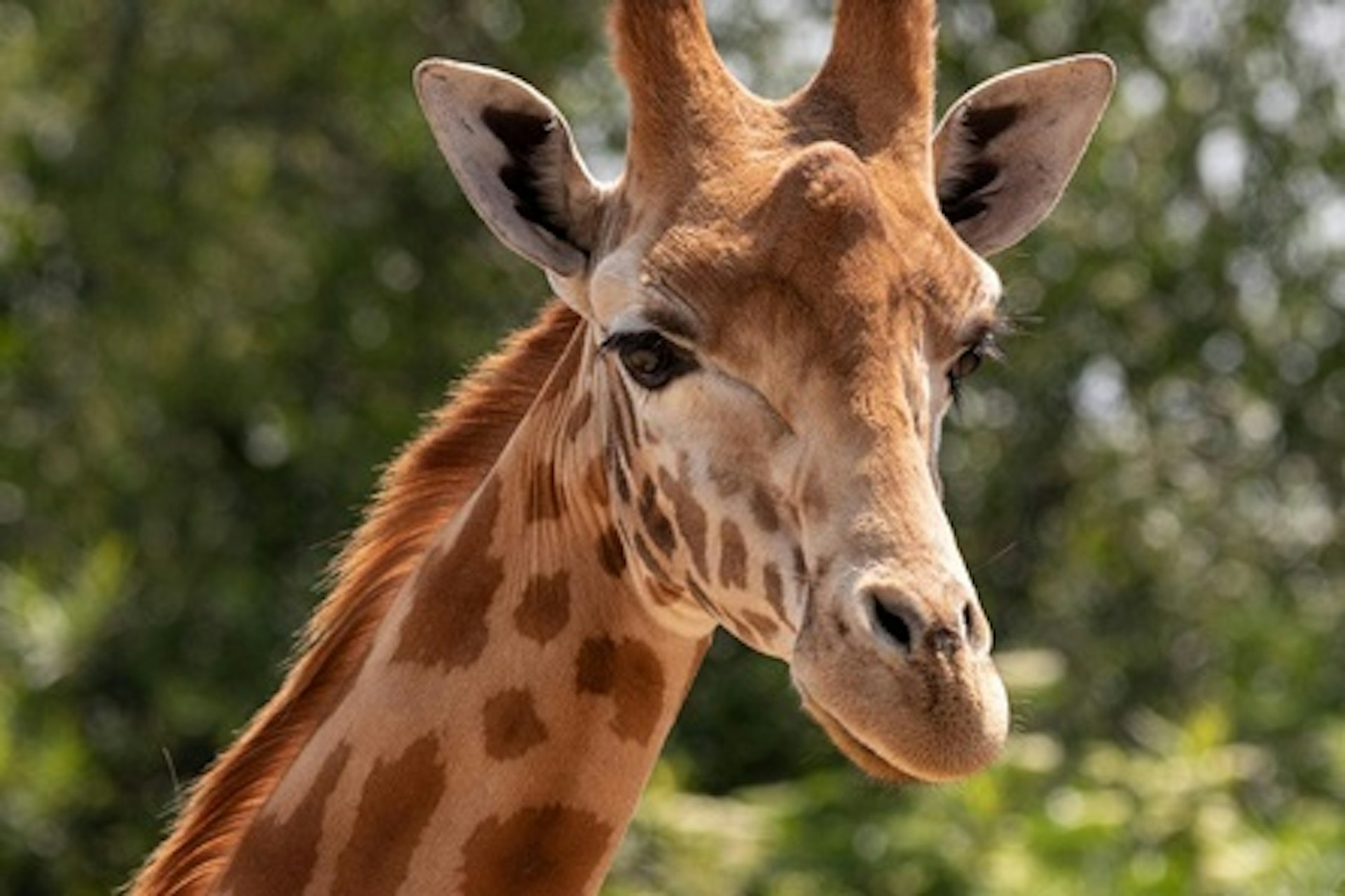 Junior Keeper Experience with Lunch and Day Admission to South Lakes Safari Zoo 3