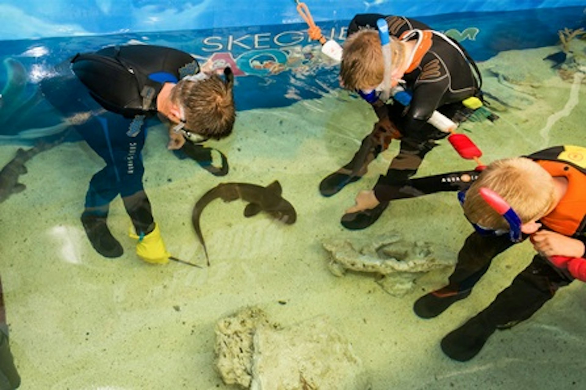 Junior Snorkel with Baby Sharks at Skegness Aquarium 1