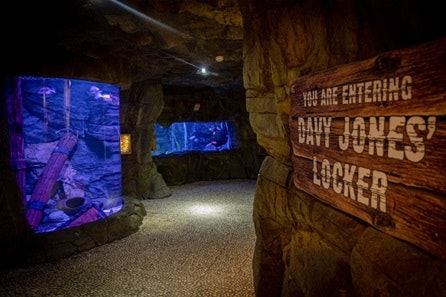 Junior Snorkel with Baby Sharks at Skegness Aquarium 4